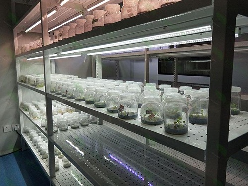 龙陵植物组织培养实验室设计建设方案
